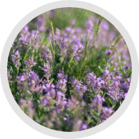 Thyme