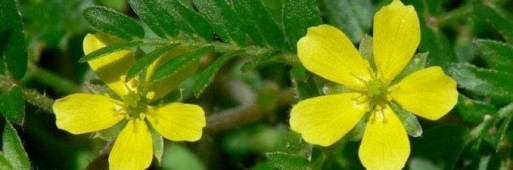 Kotvičník - tribulus terrestris